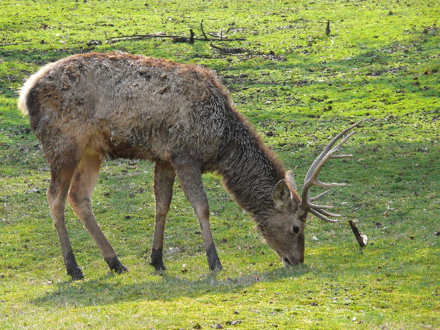 Jelen evropský (cervus elaphus)