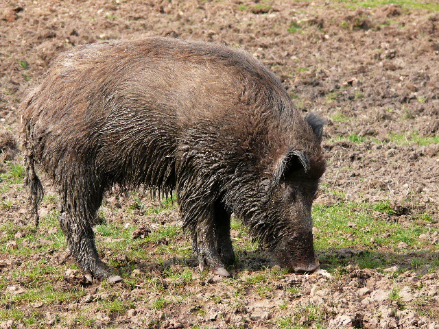 Prase divoké (sus scrofa)