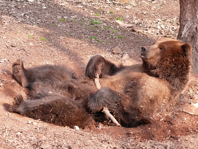 Medvěd hnědý (ursus arctos)