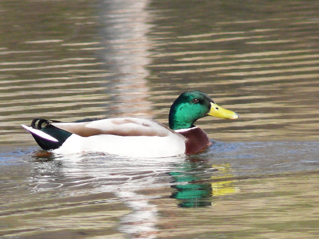 Kachna divoká (Anas platyrhynchos)