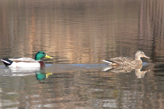 Kachna divoká (Anas platyrhynchos) 02