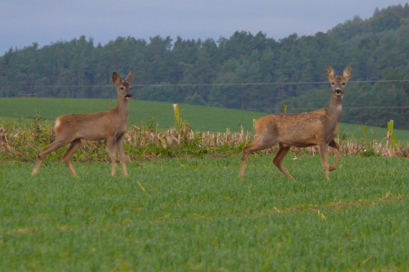 Srnec obecný (capreolus capreolus) 02