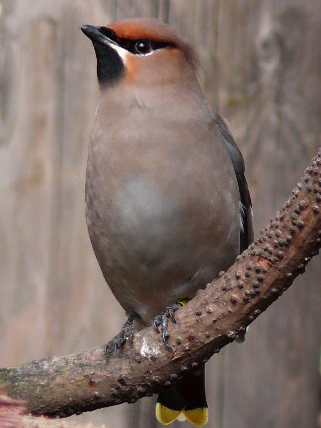 Brkoslav severní (Bombycilla garrula)