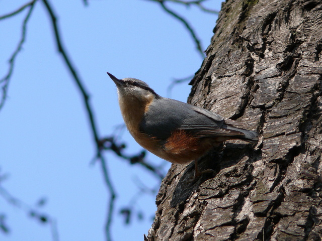 Brhlík lesní (Sitta europaea)