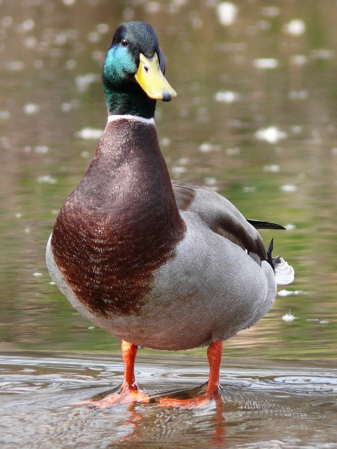 1. Kachna divoká (Anas platyrhynchos) 05