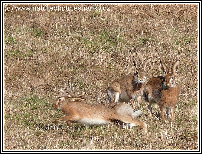 Zajíc polní (Lepus europaeus)