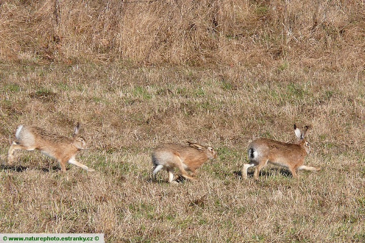 Zajíc polní (Lepus europaeus) 01