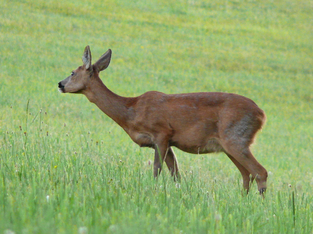 Srnec obecný (capreolus capreolus)