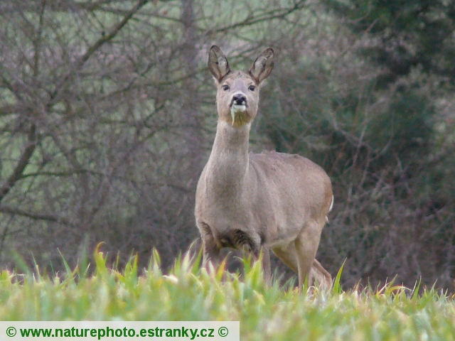 Srnec obecný (capreolus capreolus) 04