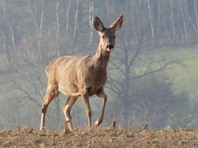 Srnec obecný (capreolus capreolus) 05