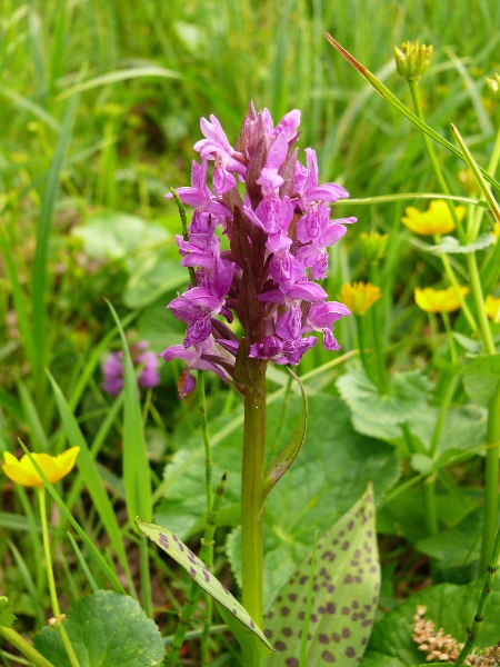Prstnatec májový (Dactylorhiza majalis)