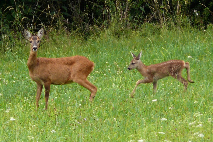 Srnec obecný (capreolus capreolus) 08