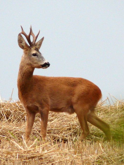 Srnec obecný (capreolus capreolus) 12