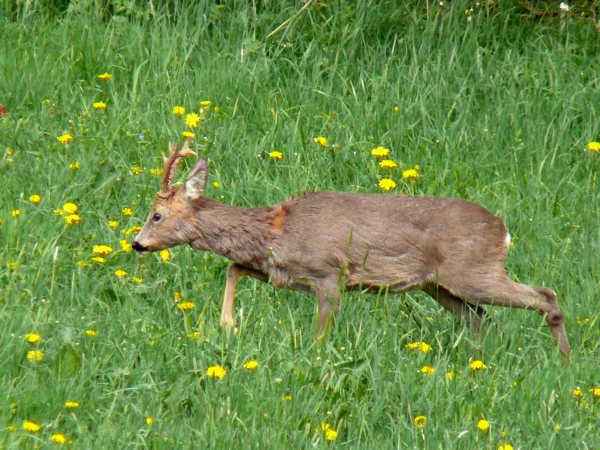 Srnec obecný (capreolus capreolus) 14