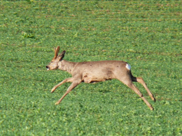 Srnec obecný (capreolus capreolus) 15