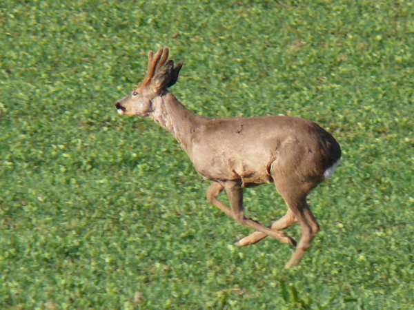 Srnec obecný (capreolus capreolus) 16