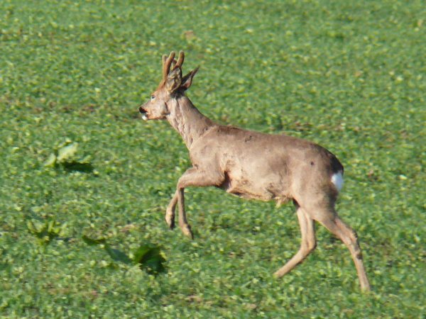 Srnec obecný (capreolus capreolus) 17