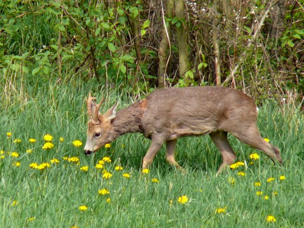 Srnec obecný (capreolus capreolus) 19