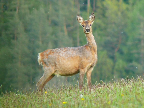 Srnec obecný (capreolus capreolus) 20