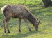 Jelen evropský (cervus elaphus) 01